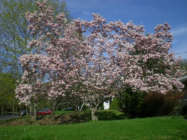 magnolia tree. the magnolia tree in front
